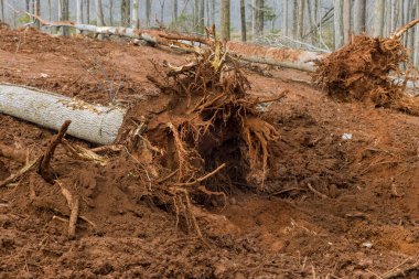 Yeni konut kompleksi inşa etmek için hazırlanan karada kesilmiş ağaçların kökleri