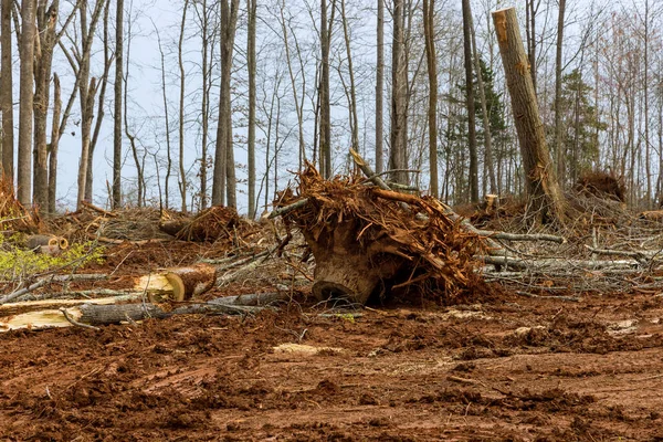 Eliminó Raíz Árbol Suciedad Limpiar Área Árboles Forestales Para Albergar —  Fotos de Stock