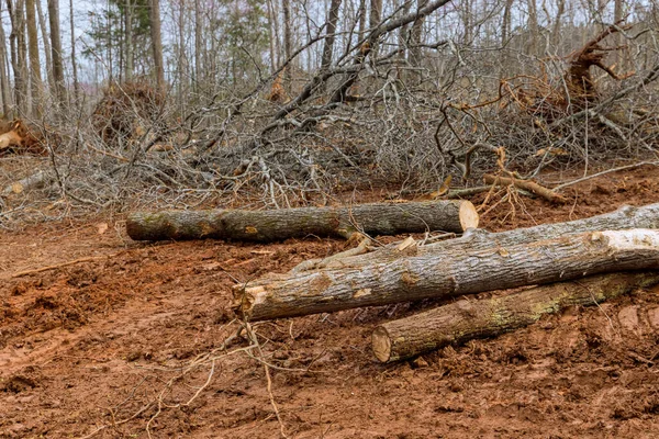 Deforestación Del Tronco Los Troncos Forestales Raíces Suelo Después Retirar —  Fotos de Stock
