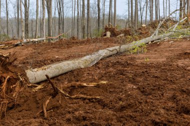 Arazinin yerleşim için hazırlanması ve farklı ağaçlardan kök ve kütük ayıklanması