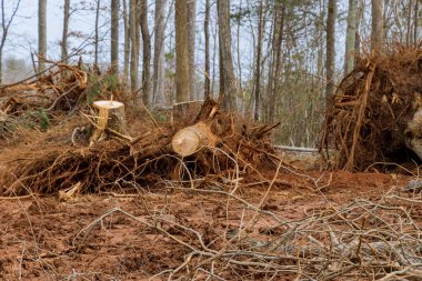 Ağaç kütüğündeki kazıyı gövde köklerinden temizleyen yeni kompleks mülk için arazi hazırlanıyor
