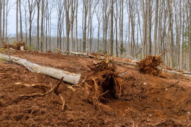 Topraktan ağaç kökü çıkarıldı. Yeni kompleks mülke yerleşmek için arazi hazırlanırken.