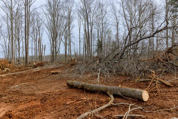 Corte Árvores Florestais Durante Limpeza Terras Para Nova Preparação Residencial — Fotografia de Stock