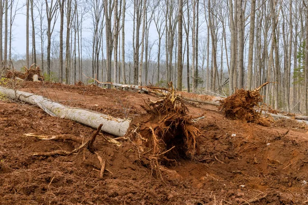 Eliminó Raíz Árbol Suciedad Limpiar Área Árboles Forestales Para Preparar —  Fotos de Stock