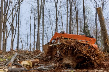 Traktör ya da kızak direksiyonu geliştirmek için hazırlanan arazi kökleri ormancılık sömürüsünden arınıyor.