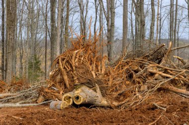 Ağaç kütüğü gövdesinin kaldırılması, ağaç köklerini yeni kompleks mülkiyet için hazırlık arazisiyle birlikte kaldırır