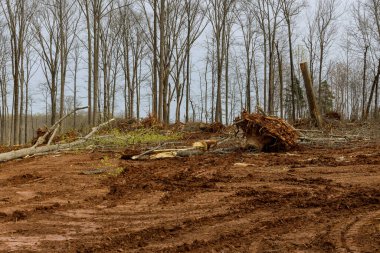 Ağaçlar temizlendikten sonra manzara manzarası ve endüstriyel ekipmanlar geliştirme çalışmaları için yeni yerleşim birimleri inşa etmeye başladı