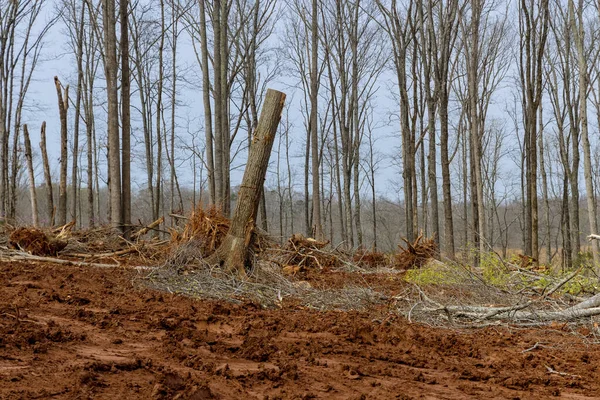 Las Raíces Los Árboles Sintieron Removidas Bosque Con Preparación Tierra —  Fotos de Stock