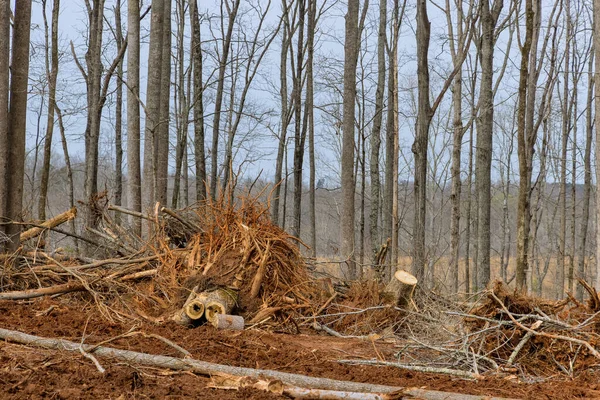 Preparación de troncos de tierra del bosque después de la limpieza de una plantación en el sitio de corte forestal para la nueva construcción de desarrollo residencial con pilas de madera talada —  Fotos de Stock