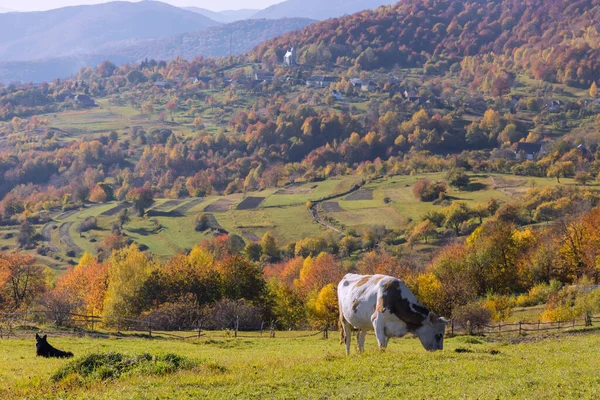 Vaca en el campo en las montañas Cárpatos —  Fotos de Stock