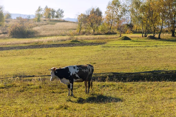 Pastwiska wypasu krów w Karpatach — Zdjęcie stockowe