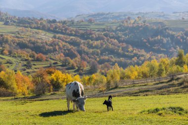 Kırsal bileşim inek çayırda otluyor.