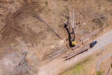 Ağaç kaldırma vinç operatörü kütükleri kamyona yüklüyor