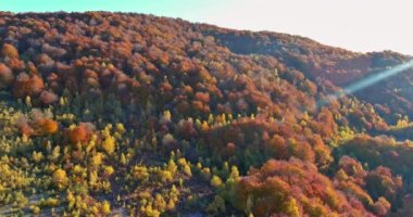 Panoramic view morning mountains autumn of the yellow forest