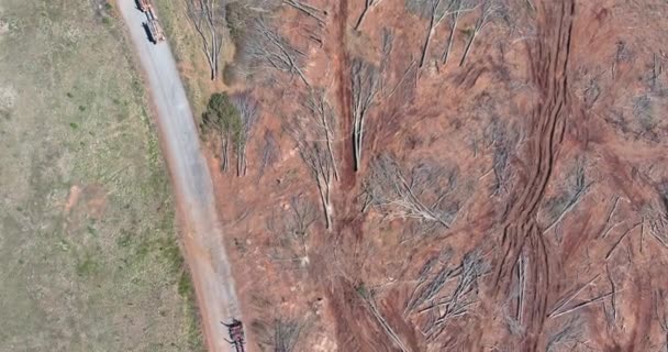 Cutting site in forest with fallen trees with was cut down a for construction site arrangement — Wideo stockowe