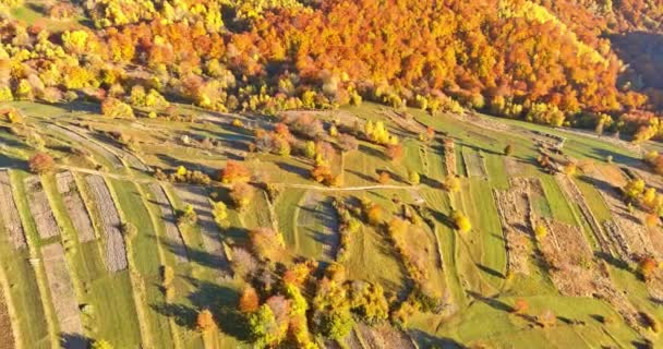 Aerial top widok podróże jesień w żółtym lesie — Wideo stockowe