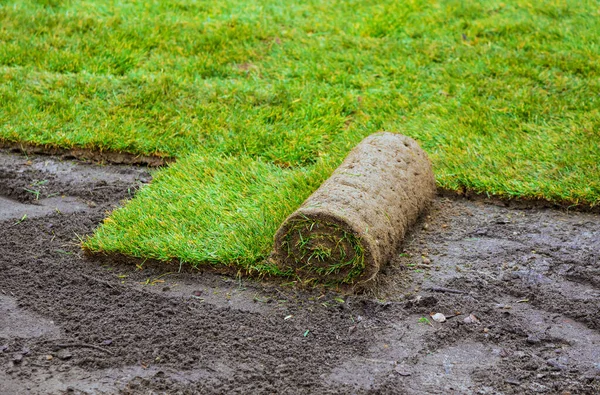 Unrolling laying sod for new garden lawn — Stock Photo, Image
