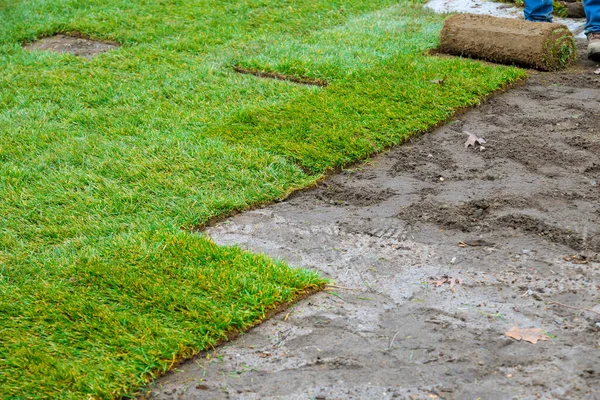 Desenrolando rolos de assentamento de relva natural gramado laminado com material para paisagismo — Fotografia de Stock