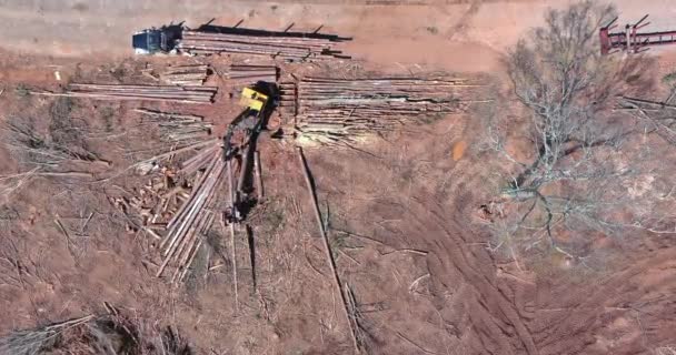 Troncos de carga de operador de grúa de eliminación de árboles en camión — Vídeo de stock