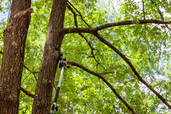 Εργάτης Ξυλοκόπων Αλυσοπρίονο Που Κόβει Κλαδιά Του Δέντρου Στο Δάσος — Φωτογραφία Αρχείου
