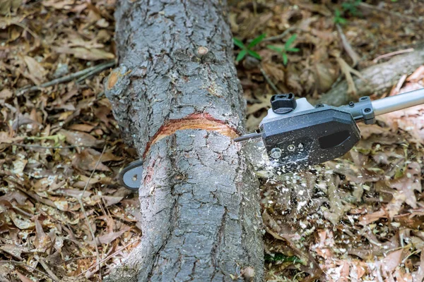 Boscaiolo Professionista Taglia Alberi Usando Una Motosega Pulire Parco — Foto Stock