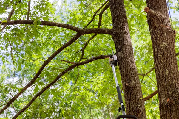 Άνθρωπος Κόβει Κλαδιά Από Ένα Δέντρο Ένα Αλυσοπρίονο Στο Δάσος — Φωτογραφία Αρχείου