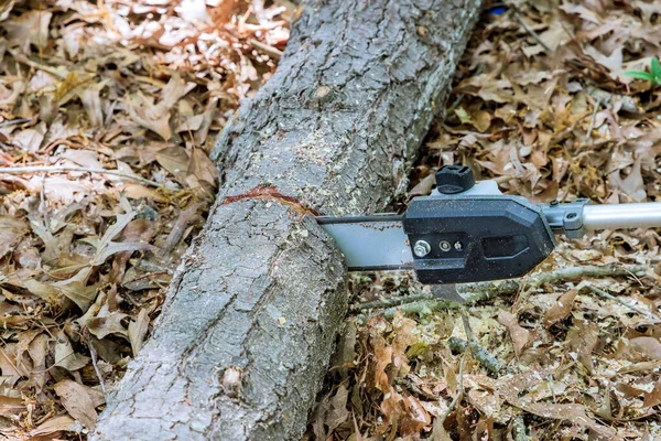 Municipal Worker Uses His Chainsaw Cut Tree Cleaning Park — Stock Photo, Image