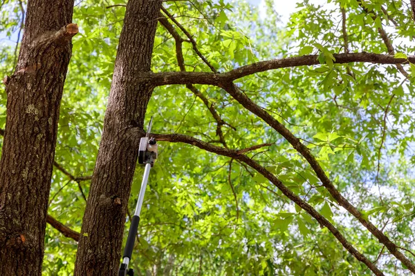 Κλαδεύοντας Δέντρα Κάποιος Κόβει Ένα Δέντρο Αλυσοπρίονο — Φωτογραφία Αρχείου