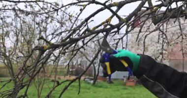 Bahçıvan budama, bahar zamanı dalları budama makasıyla keser.
