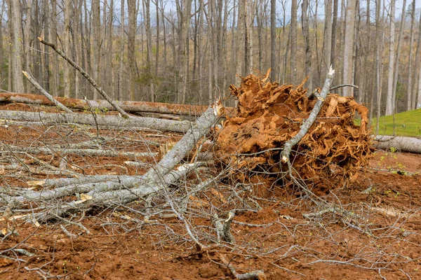 Νέα Εκκαθάρισης Ανάπτυξη Δασική Ιδιοκτησία Εκκαθάριση Μεγάλη Ρίζα Δέντρου — Φωτογραφία Αρχείου