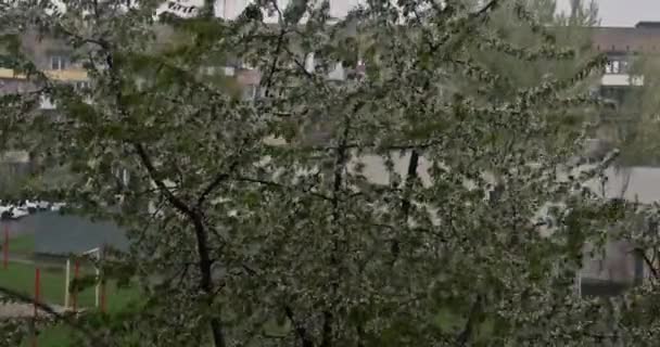 Tormenta Primavera Lluvias Fuertes Durante Los Árboles Florecientes — Vídeos de Stock