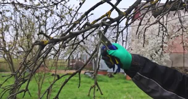 Wiosenne Ogrodnictwo Praca Ogrodzie Przycinanie Drzew Owocowych Nożyce — Wideo stockowe