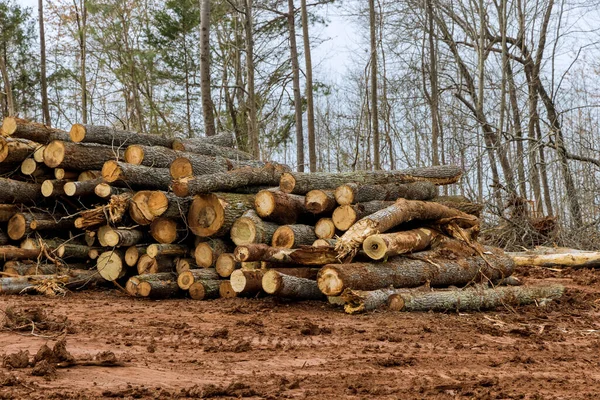 Árboles Picados Apilados Con Preparación Despejando Terreno Nueva Construcción Desarrollo —  Fotos de Stock