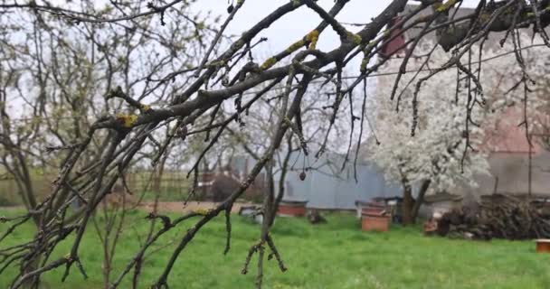 Ręce Rękawicami Ogrodnika Wykonującego Prace Konserwacyjne Przycinające Drzewa Nożyce — Wideo stockowe