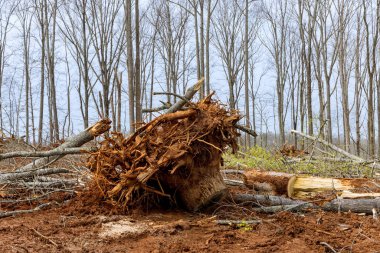 Araziyi kesen ağaçların kökleri iş geliştirmek için temizlenmiş yeni yerleşim yerleri.