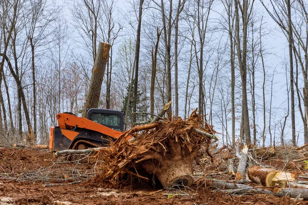 Свіжорізані Дерева Житлового Будівництва Лісі Розчищає Ліс Прибирання Землі — стокове фото