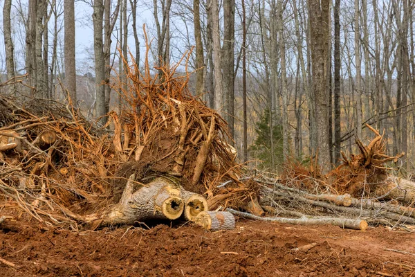 Ağaçlar iş geliştirme çalışmalarına başlamak için arazi temizliği yaptıktan sonra manzara görüntüsü