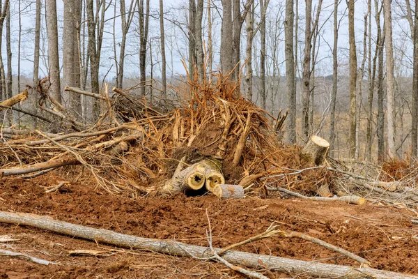 Araziyi kesen ağaçların kökleri iş geliştirmek için temizlenmiş yeni yerleşim yerleri.