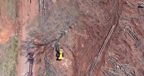 Свіжорізані Дерева Житлового Будівництва Гідравлічних Вилкових Навантажувачах Які Розчищають Ліс — стокове відео