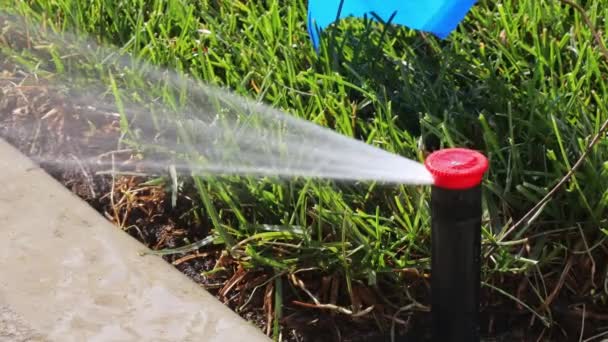 Spraya Vatten Gräsmattan Mycket Varmt Väder Gräsmattan Bevattningssystem — Stockvideo