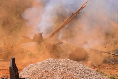 Orman yangınları, kumun ormanda uykuya dalması ekolojik bir felaket.