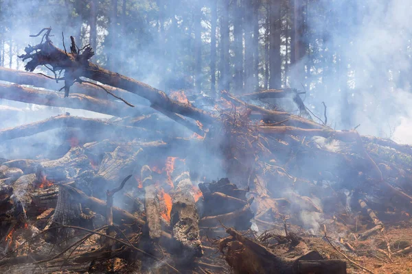 Fallen trees in the forest burned on the ground during an ecological disaster caused by a forest fire