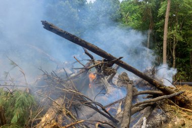 Bir orman yangınının sonucu olarak, ağaçlar yakıldı. Çevredeki duman ve yangınlar ekolojik felaketle sonuçlandı.