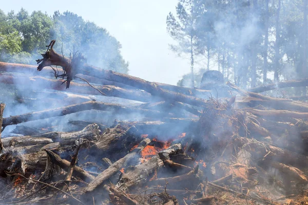 Smoke a during wildfire, a fallen tree burned to the ground with ecological disaster