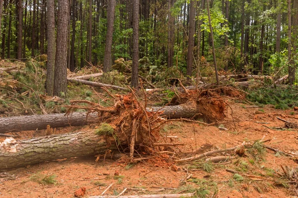 Una Foresta Deforestazione Viene Utilizzata Preparare Terreno Nuovo Complesso Case — Foto Stock