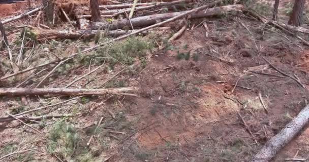 Orman Orman Temizlendiğinde Ağaç Kütükleri Kökleri Kaldırılarak Yeni Bir Apartman — Stok video
