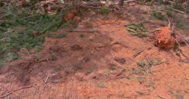 Araziyi kesen ağaçların kökleri iş geliştirmek için temizlenmiş yeni yerleşim yerleri.