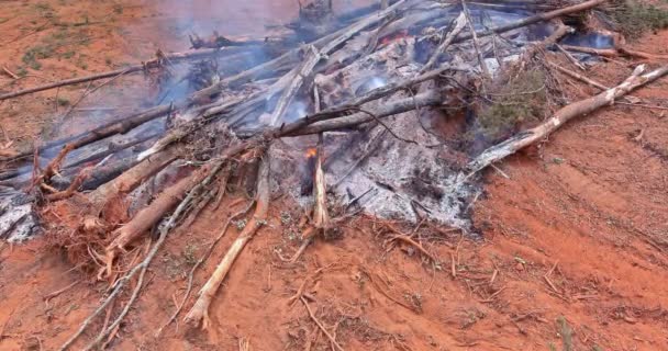 Eine Ökologische Katastrophe Resultierte Aus Einem Waldbrand Der Bei Einem — Stockvideo