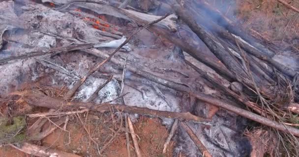 Árboles Caídos Bosque Quemados Suelo Durante Desastre Ecológico Causado Por — Vídeo de stock