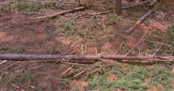 森林の森林伐採に伴い新しい住宅団地の細分化が必要となり 木の切り株や根の除去が行われた — ストック動画
